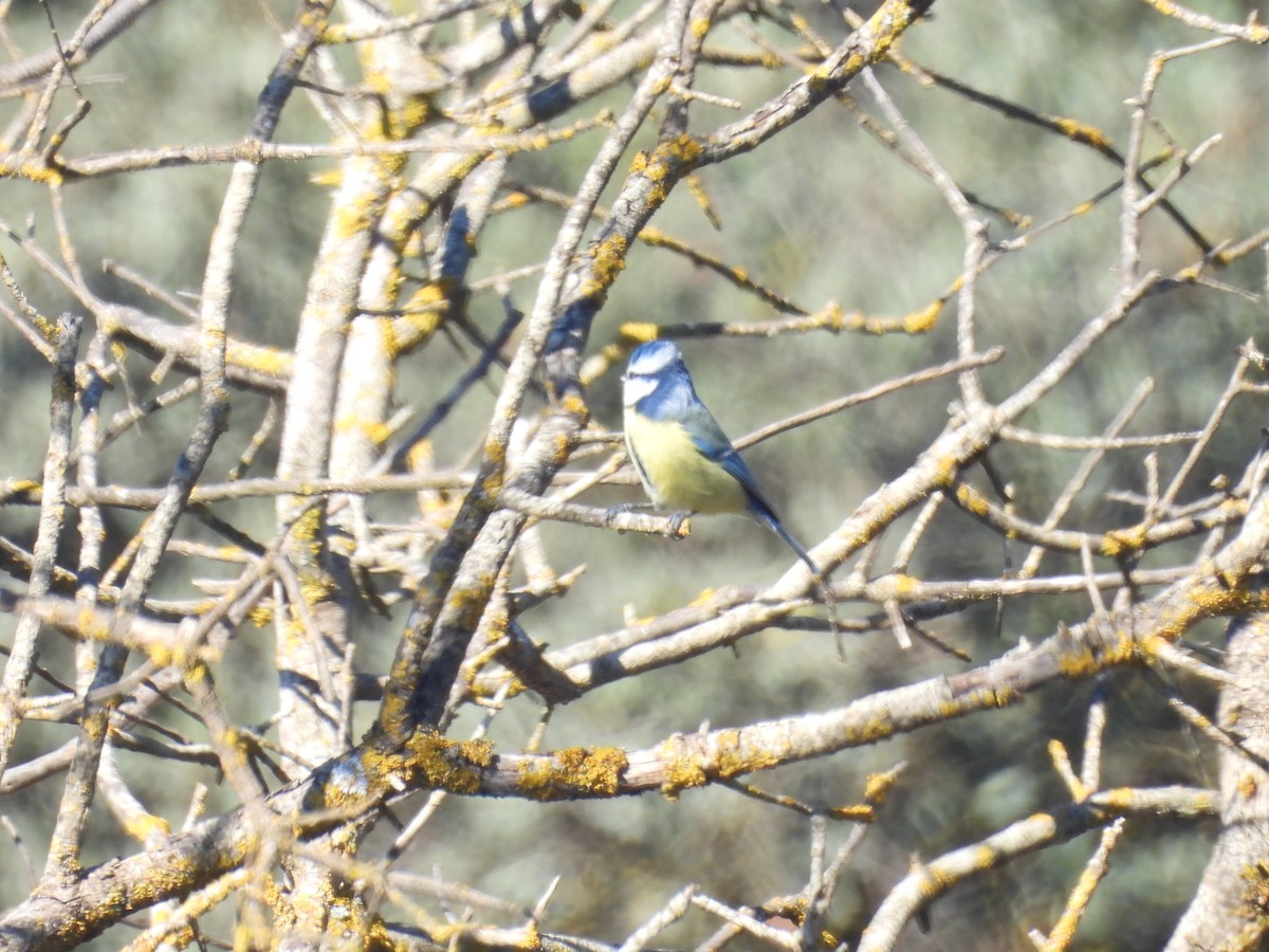 Eurasian Blue Tit - ML644256312