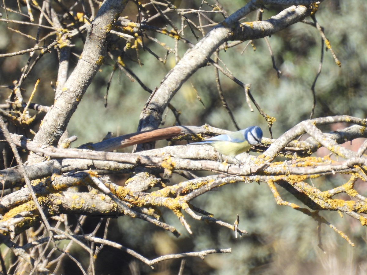 Eurasian Blue Tit - ML644256316