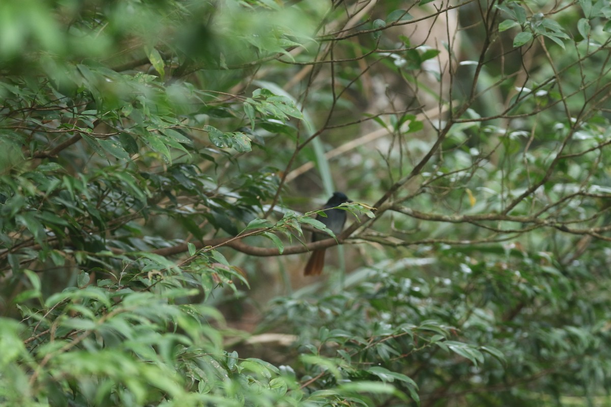 Amur Paradise-Flycatcher - ML644256317