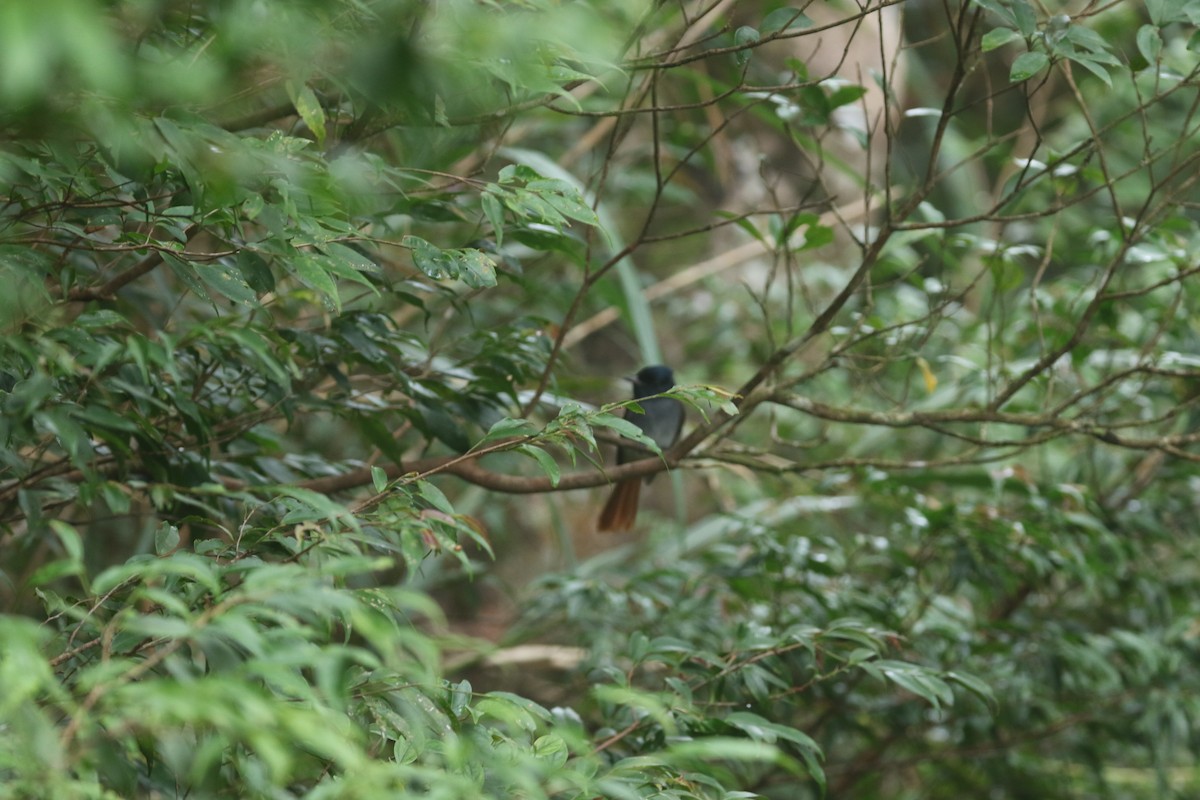 Amur Paradise-Flycatcher - ML644256319