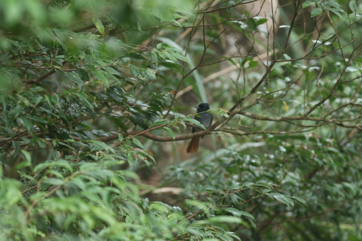 Amur Paradise-Flycatcher - ML644256320