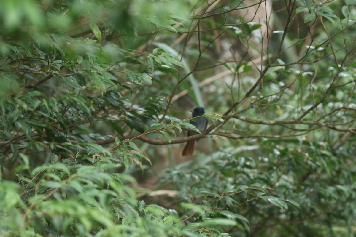 Amur Paradise-Flycatcher - ML644256321