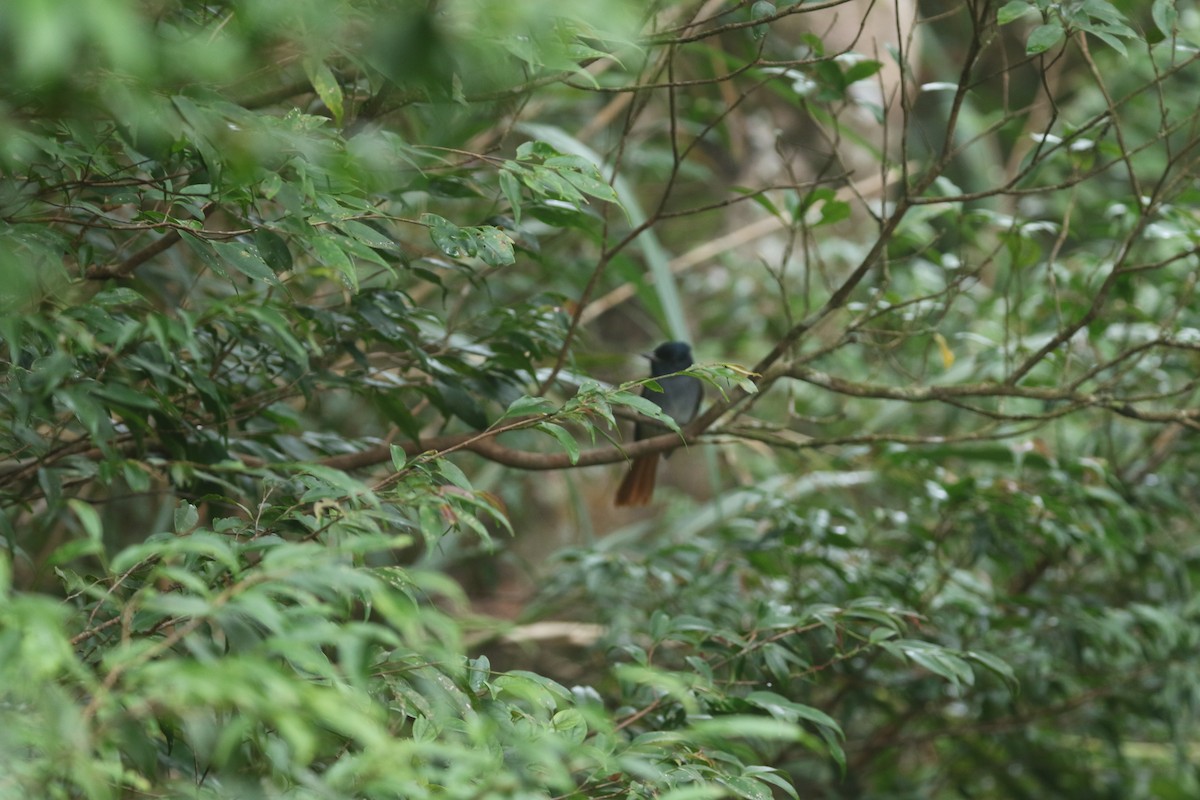 Amur Paradise-Flycatcher - ML644256322