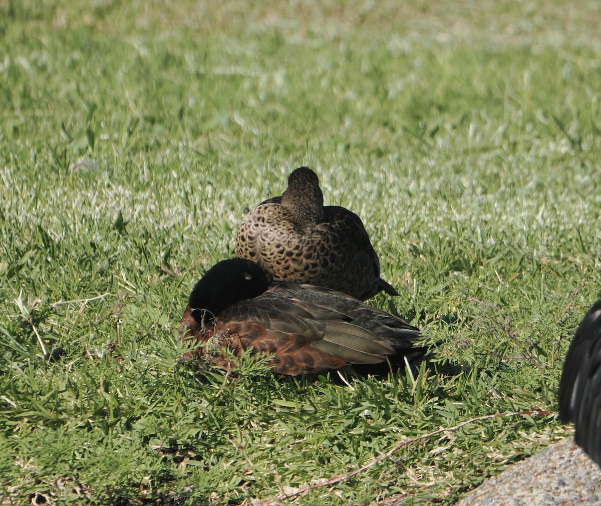 Chestnut Teal - ML644256326