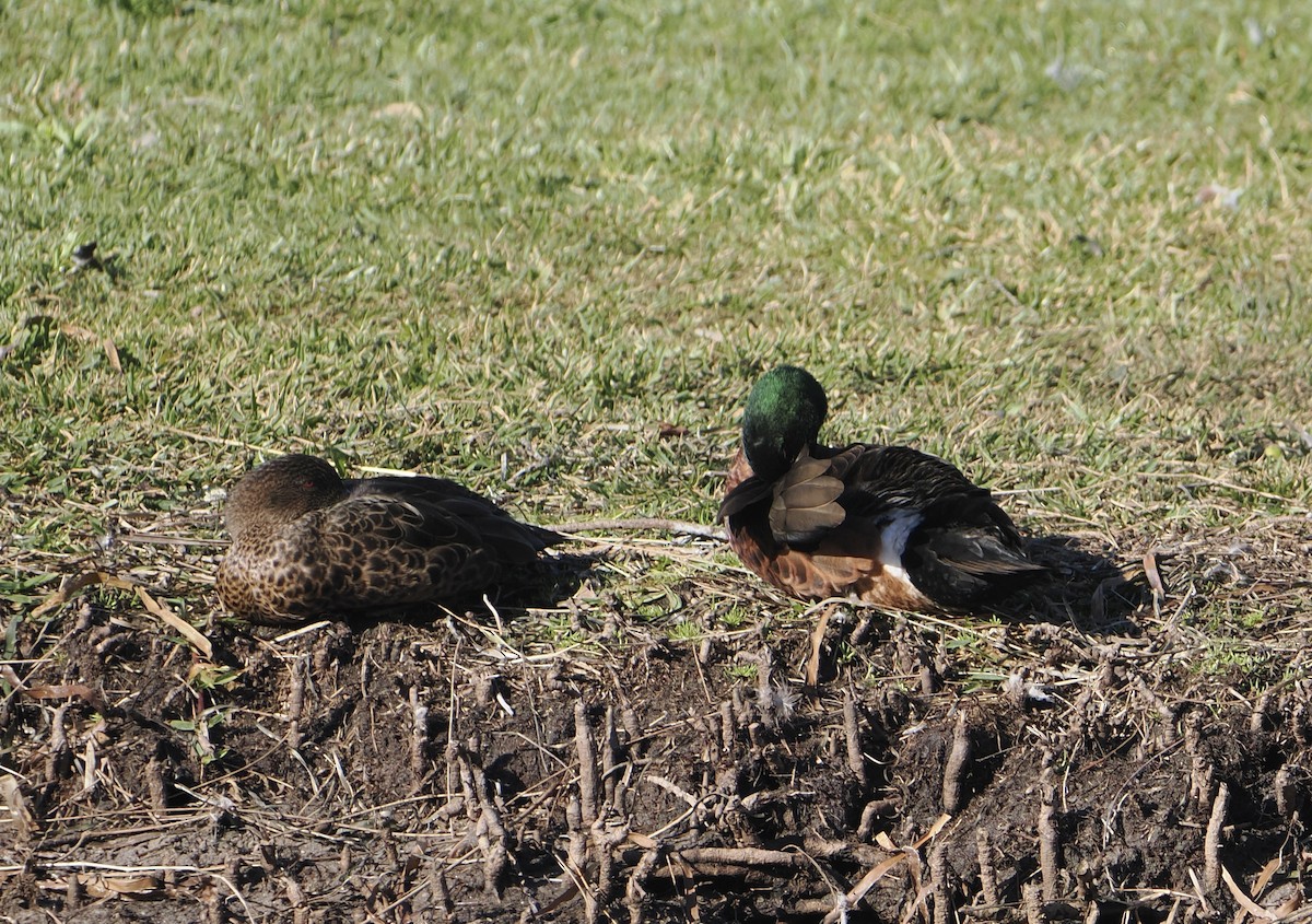 Chestnut Teal - ML644256327