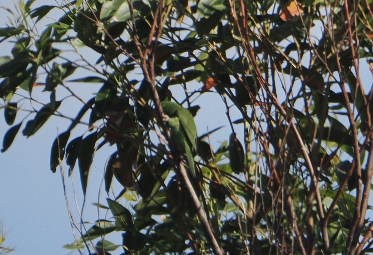Scaly-breasted Lorikeet - ML644256348