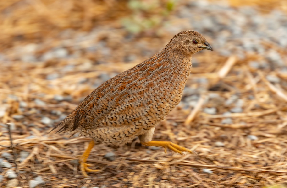 Перепілка бура - ML644256355