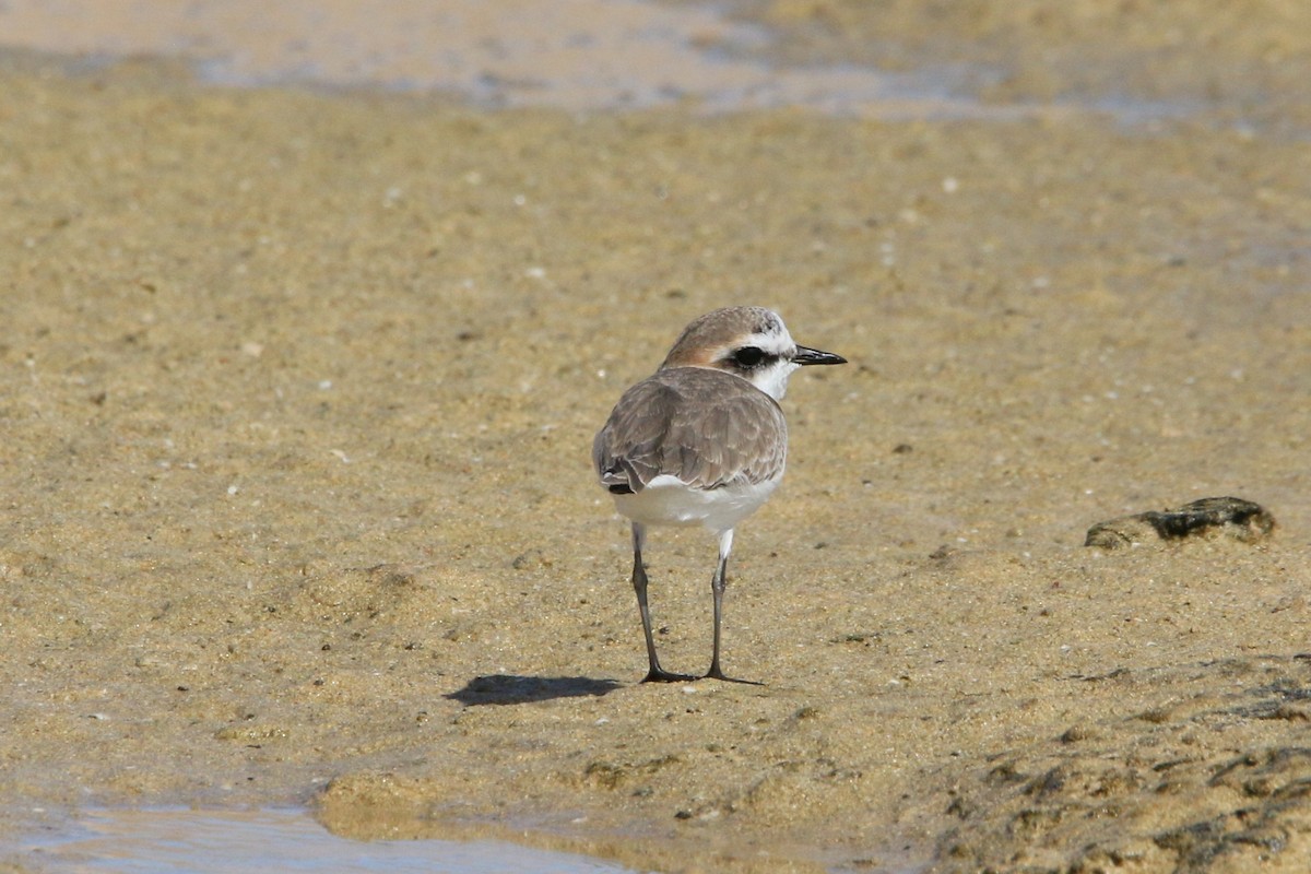 東方環頸鴴 - ML644256369