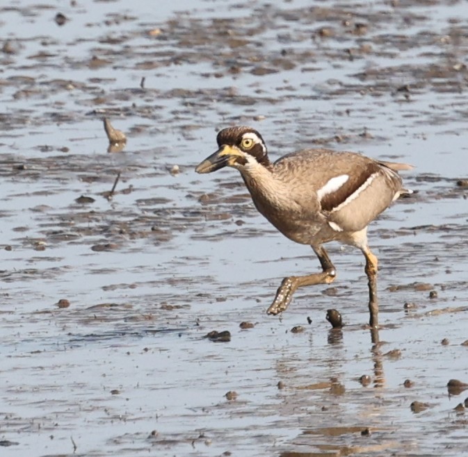 Beach Thick-knee - ML644256378