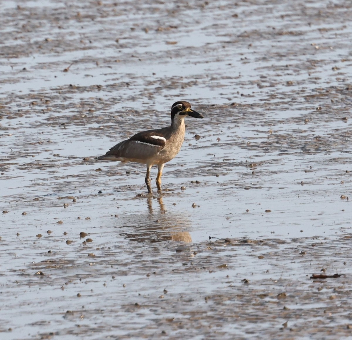 Beach Thick-knee - ML644256379