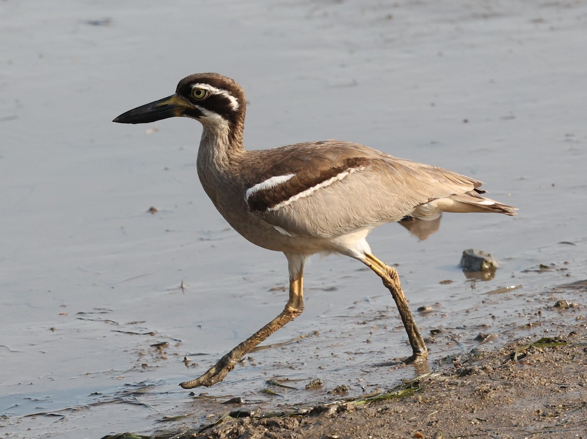 Beach Thick-knee - ML644256380