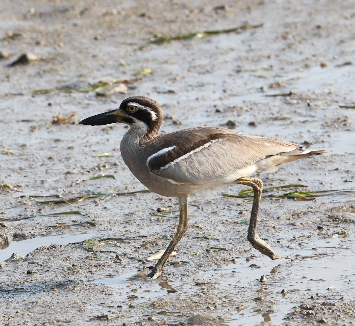 Beach Thick-knee - ML644256381