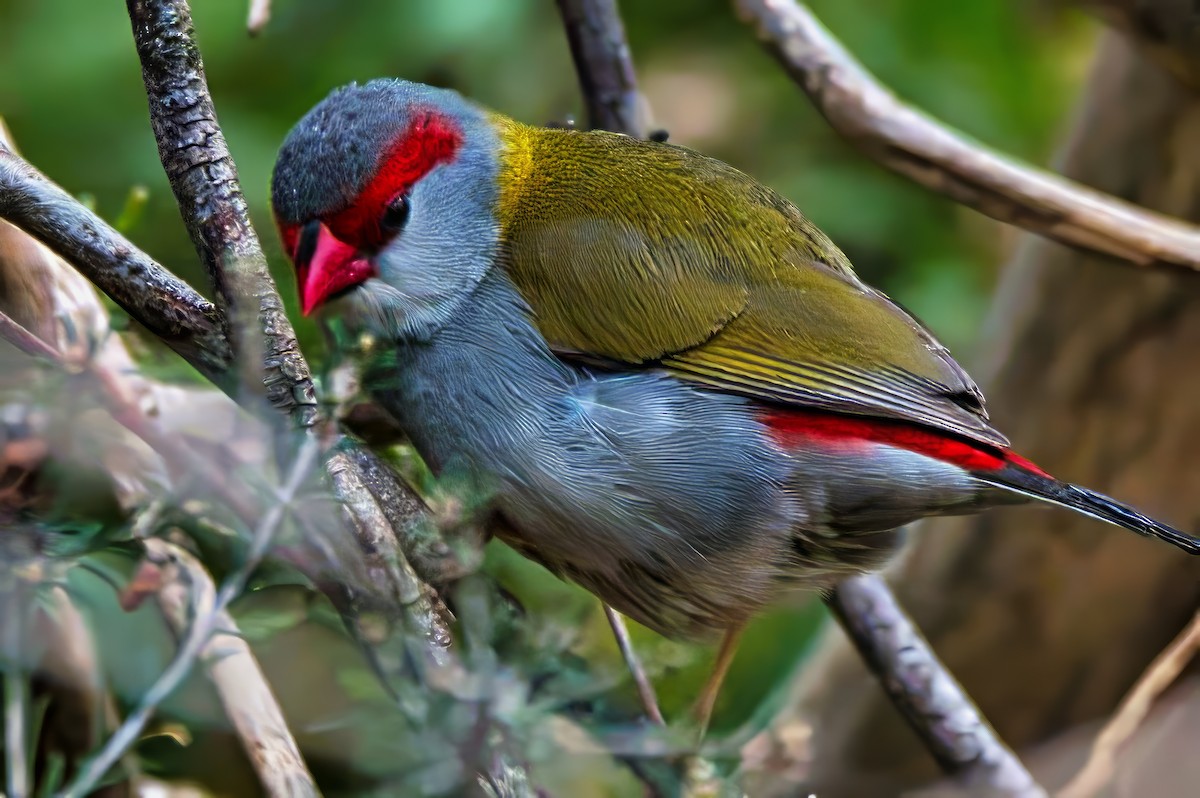 Al Kaşlı Belikınalı - ML644256385