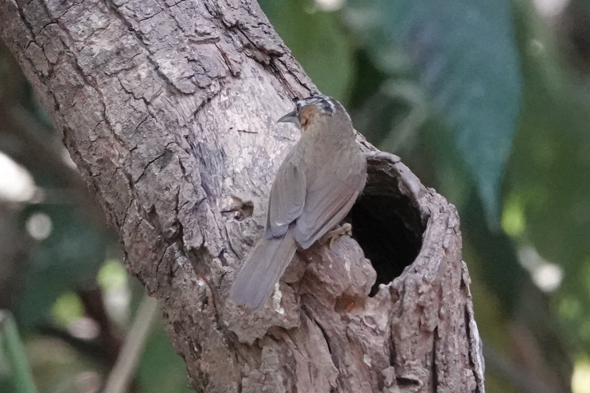 Gray-throated Babbler - ML644256388