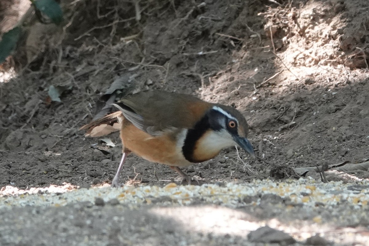 Lesser Necklaced Laughingthrush - ML644256389