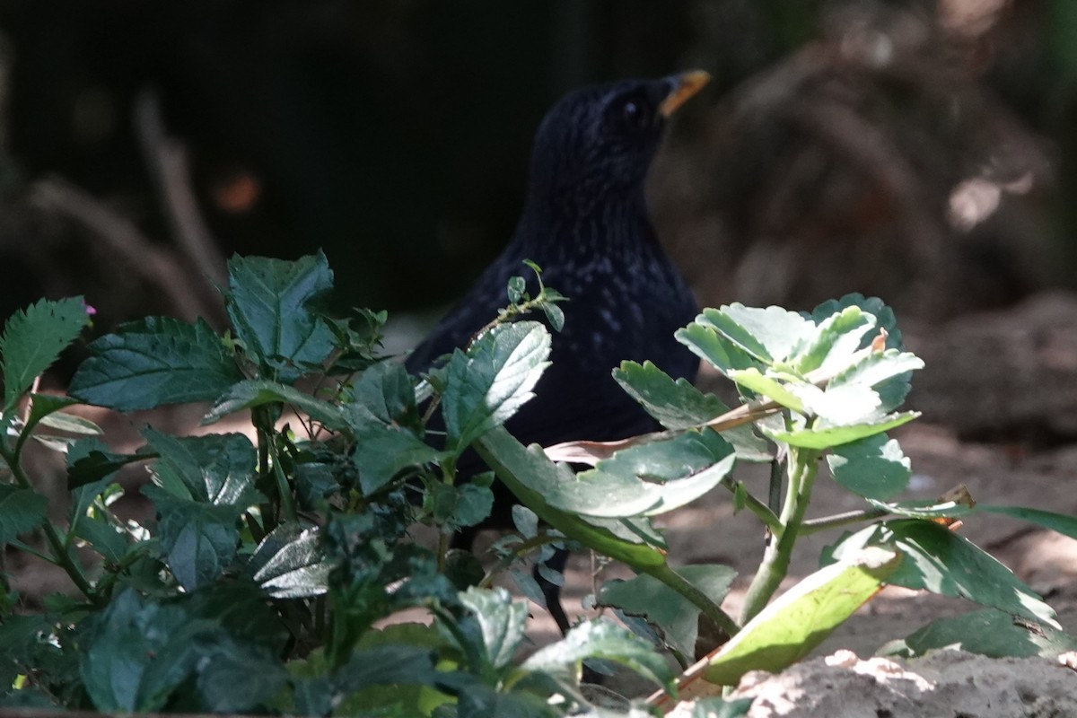 Нил исгэрээ хөөндэй - ML644256390