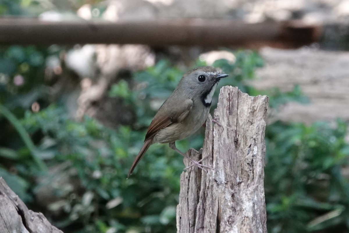 White-gorgeted Flycatcher - ML644256393