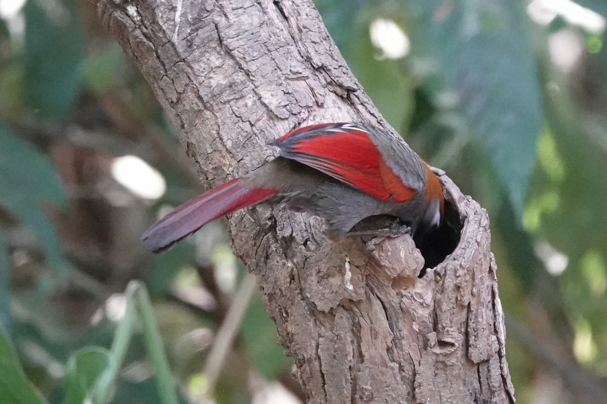 Red-tailed Laughingthrush - ML644256397