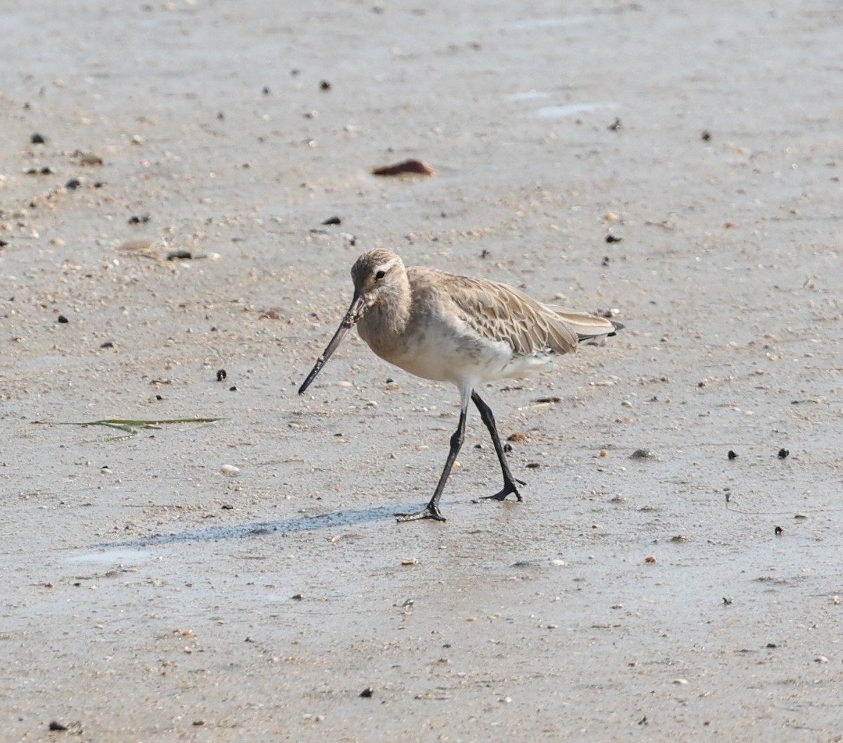 Bar-tailed Godwit - ML644256419