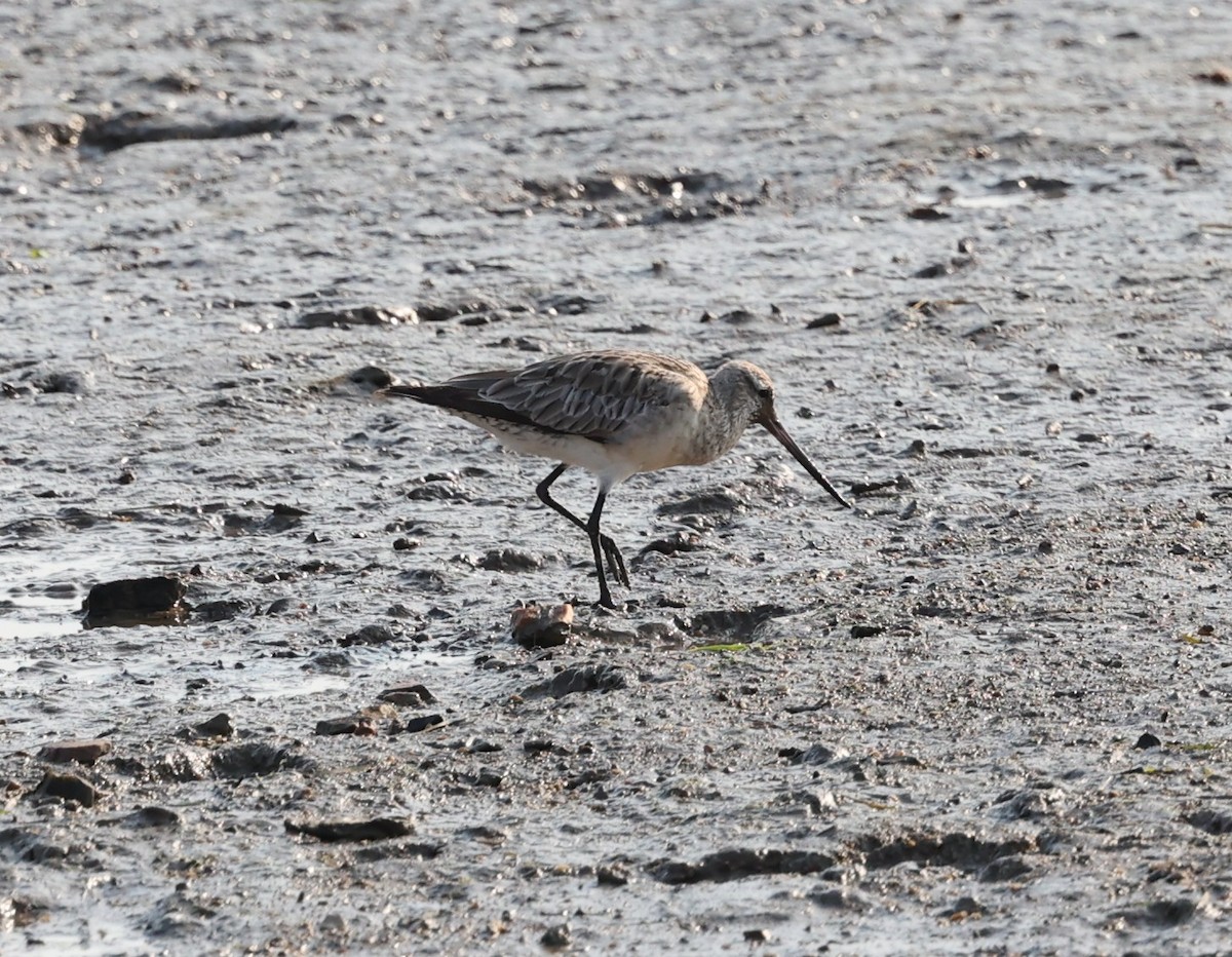 Bar-tailed Godwit - ML644256420