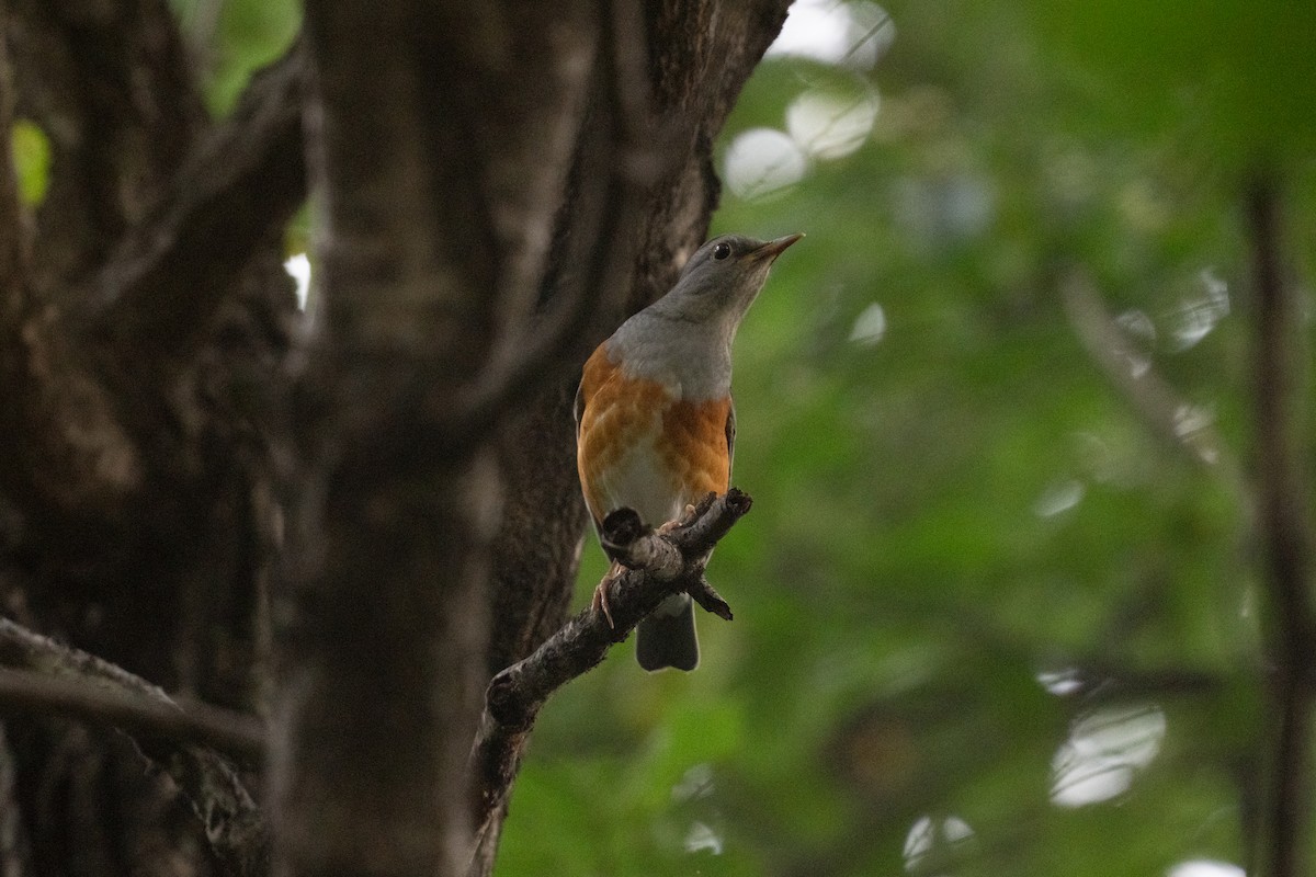 Amurdrossel - ML644256425