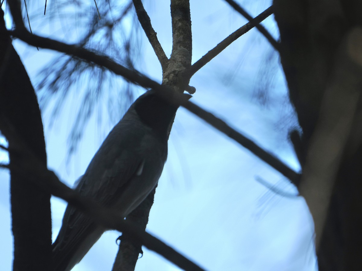 Black-faced Cuckooshrike - ML644256426
