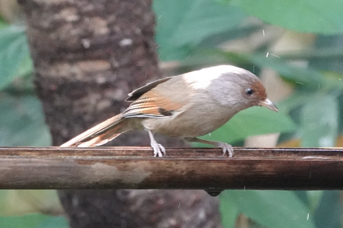 Rusty-fronted Barwing - ML644256432