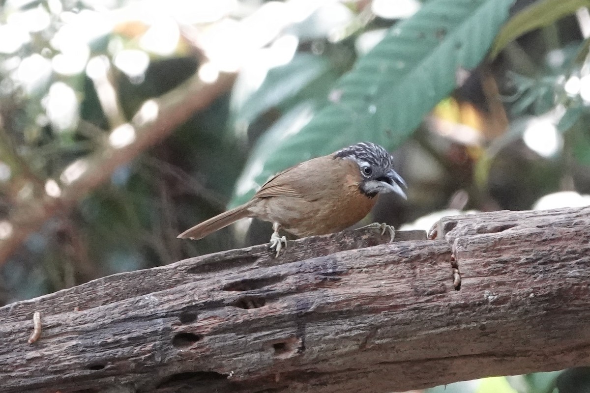 Gray-throated Babbler - ML644256434