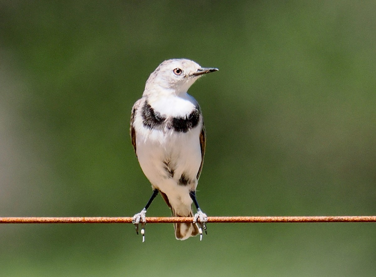 Alaca Çayır Balkuşu - ML644256436