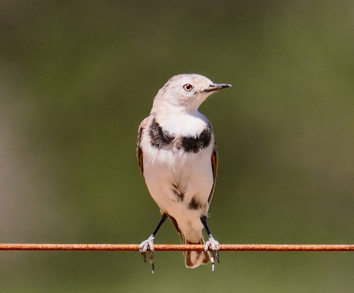 Alaca Çayır Balkuşu - ML644256437