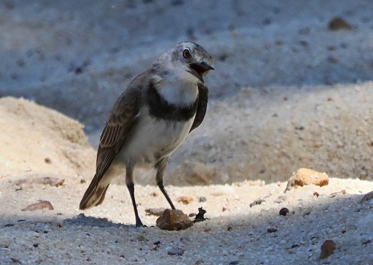 Alaca Çayır Balkuşu - ML644256438