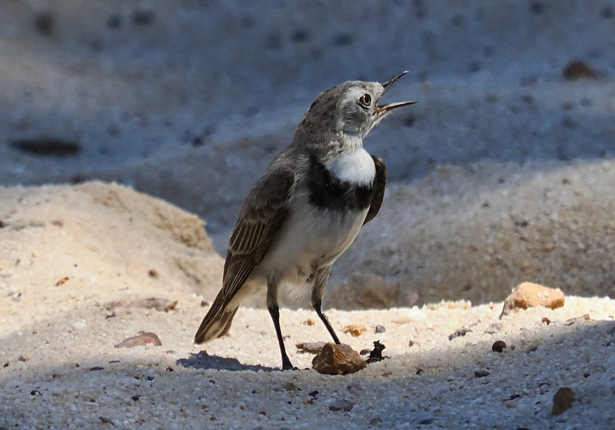 Alaca Çayır Balkuşu - ML644256439