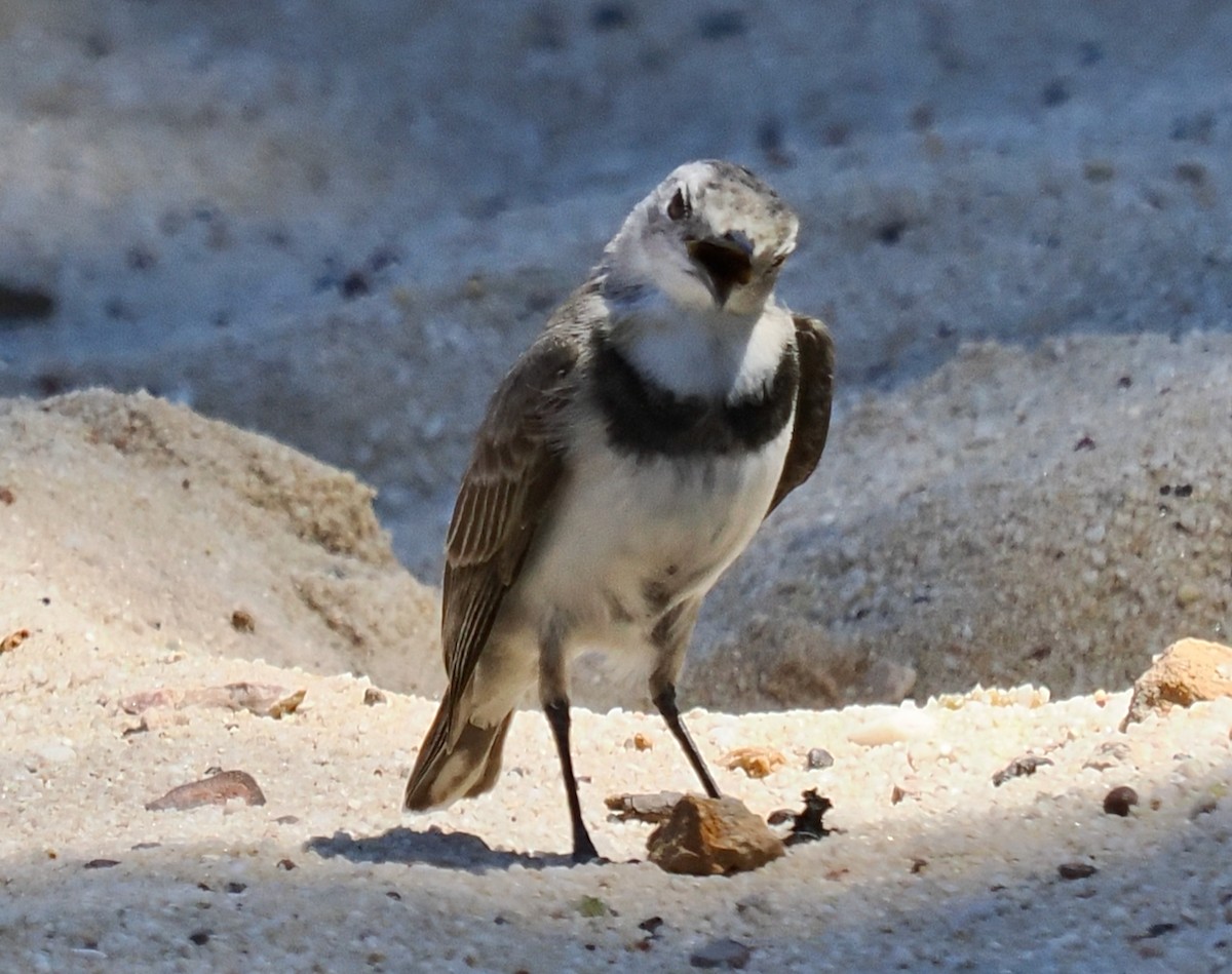 Alaca Çayır Balkuşu - ML644256440