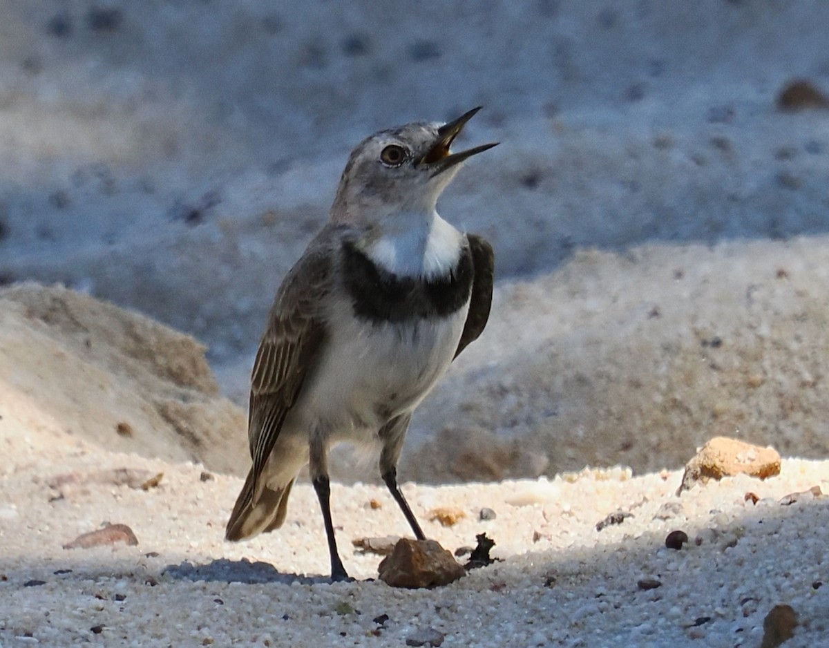 Alaca Çayır Balkuşu - ML644256441