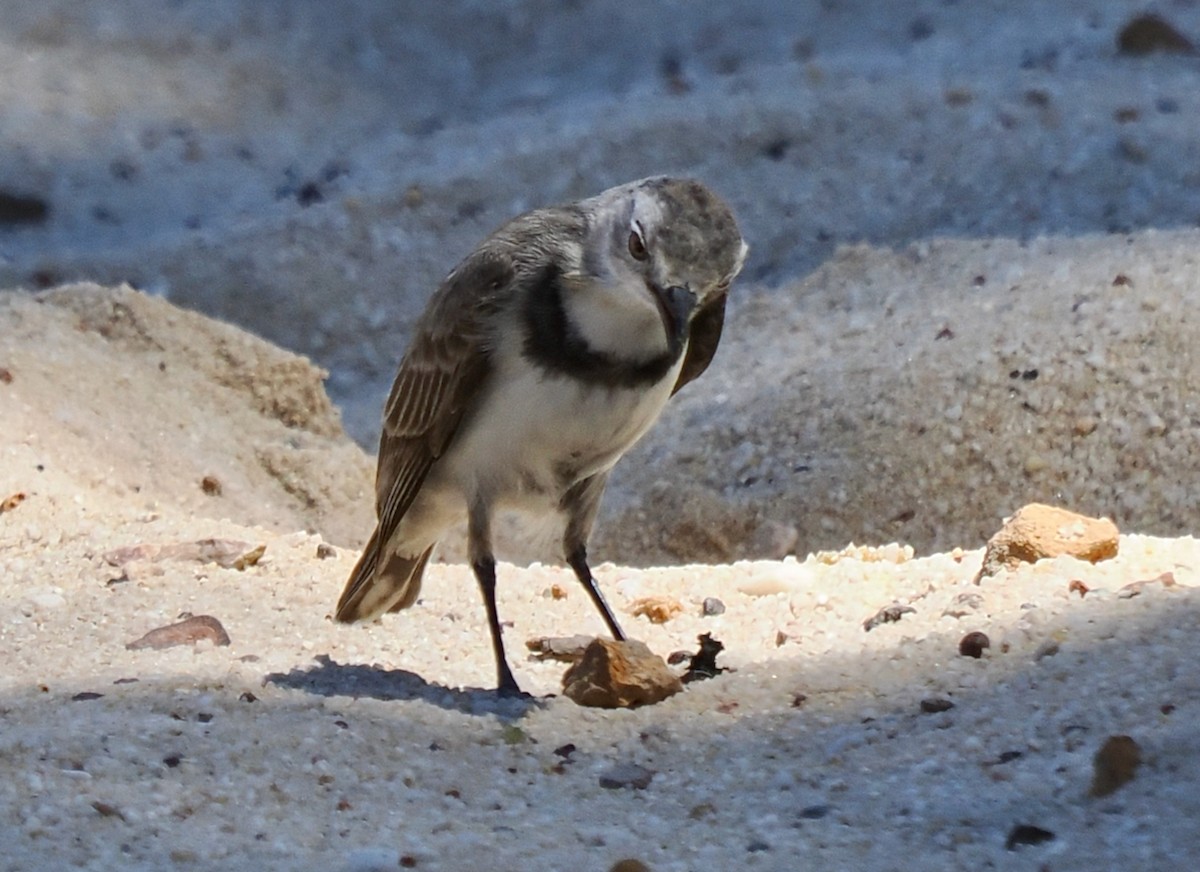 Alaca Çayır Balkuşu - ML644256442