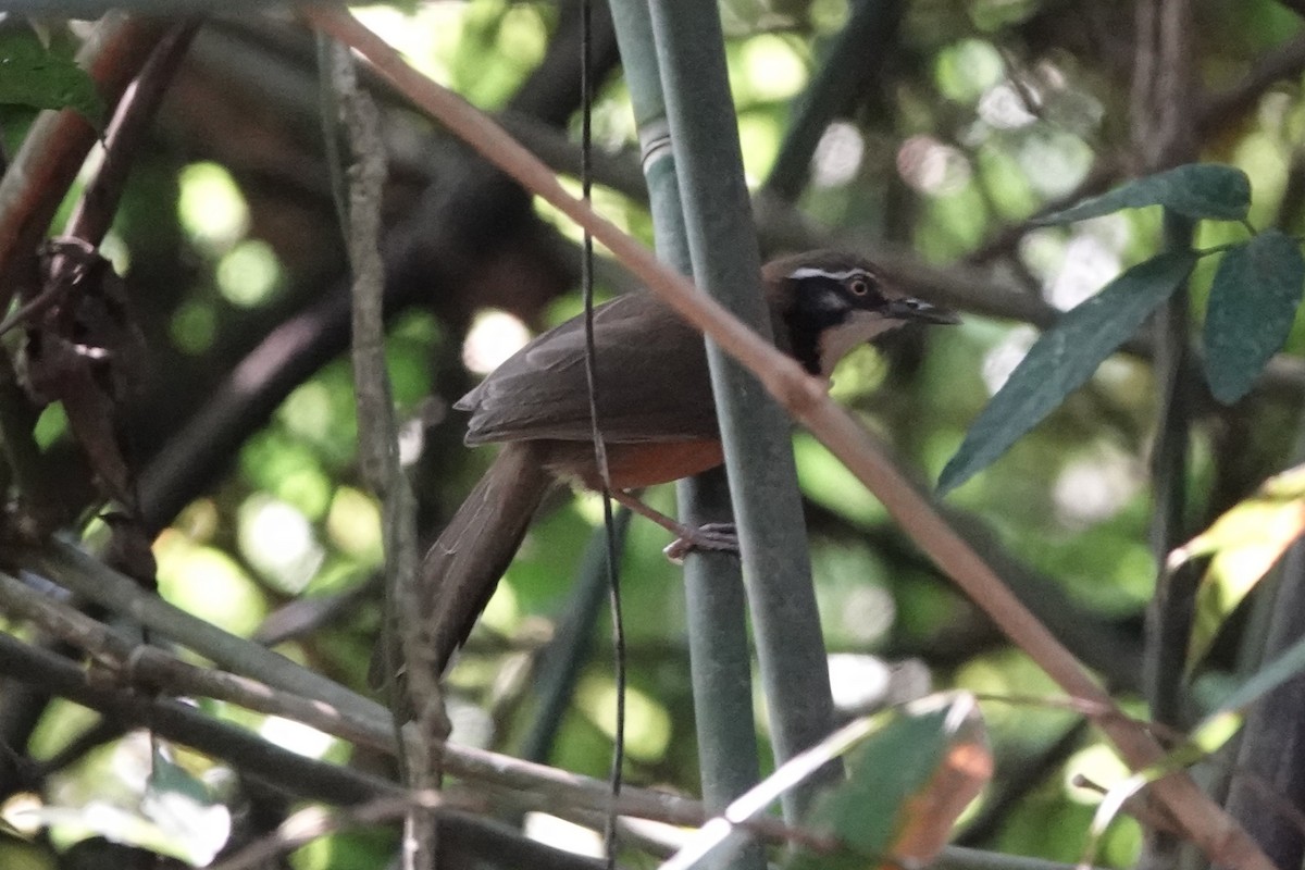 Lesser Necklaced Laughingthrush - ML644256443