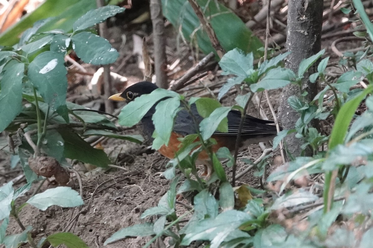 svartbrysttrost - ML644256449