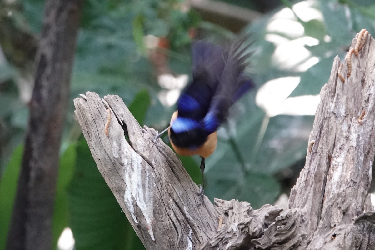 Rufous-bellied Niltava - ML644256450