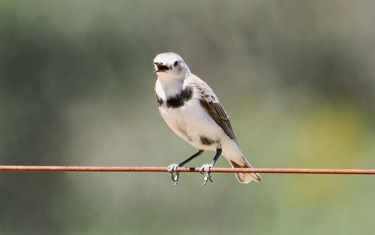 Alaca Çayır Balkuşu - ML644256452