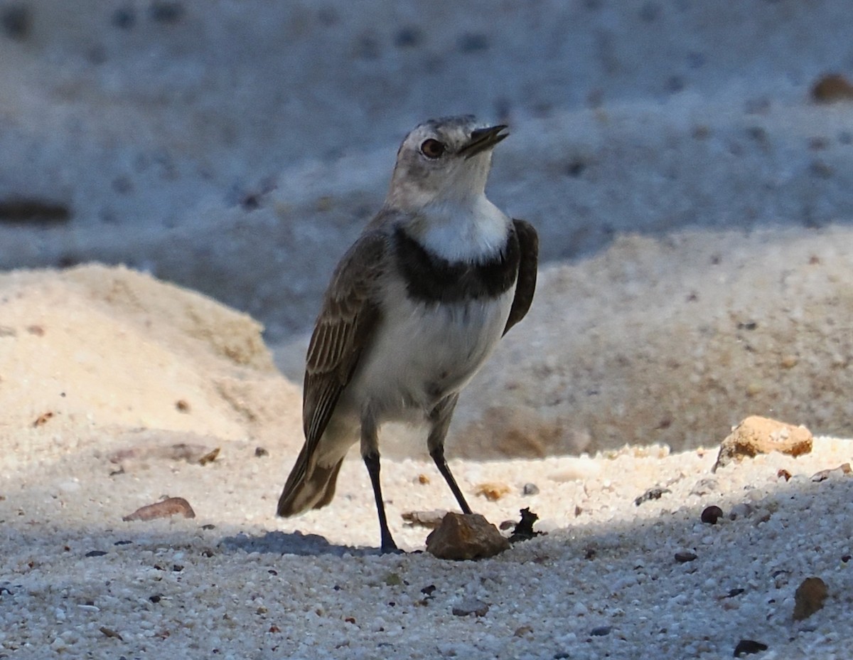 Alaca Çayır Balkuşu - ML644256453