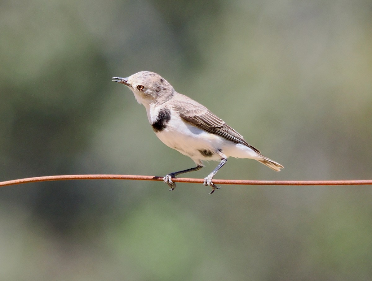 Alaca Çayır Balkuşu - ML644256454