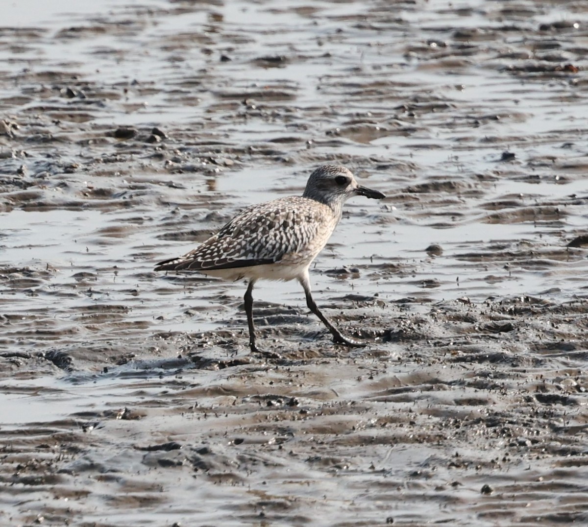 Black-bellied Plover - ML644256460