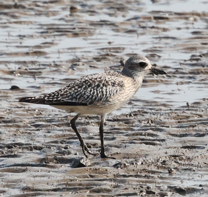 Black-bellied Plover - ML644256461