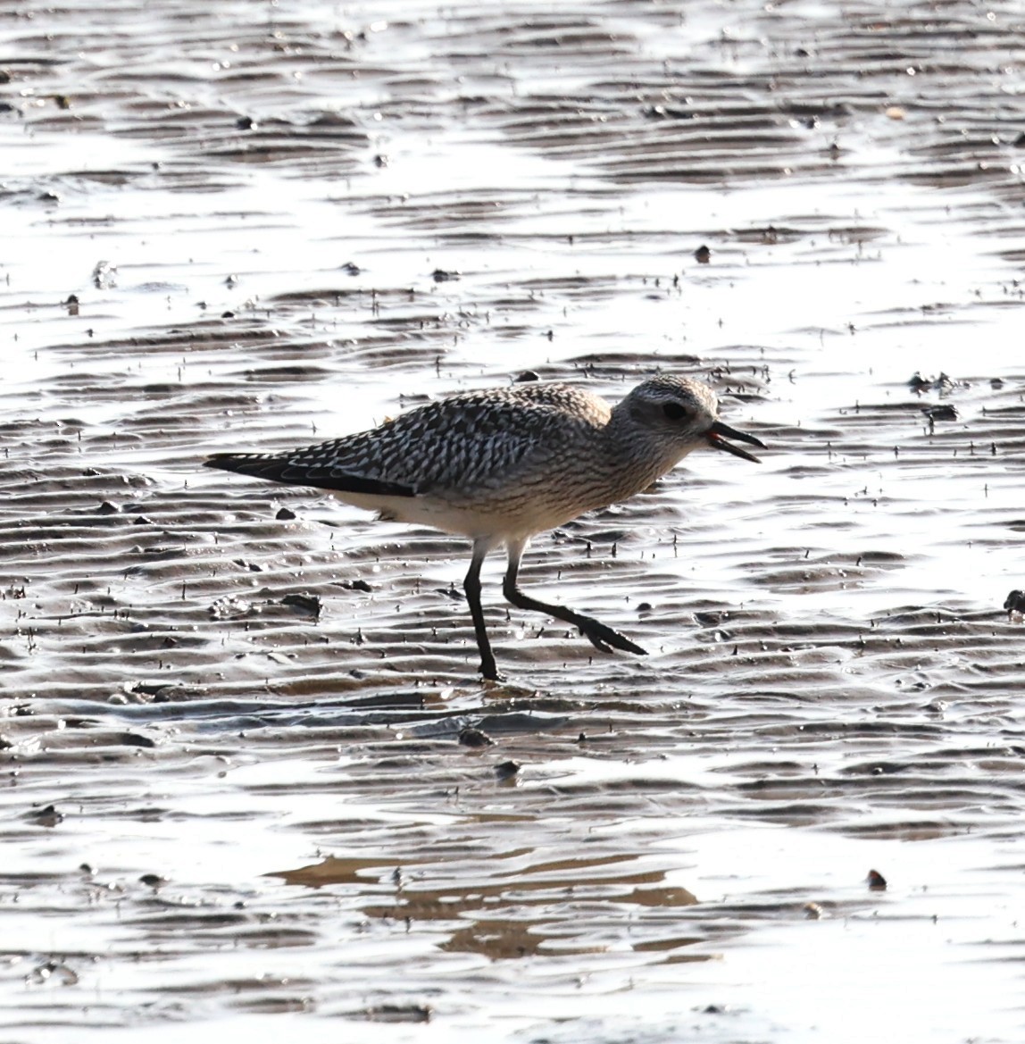 Black-bellied Plover - ML644256462