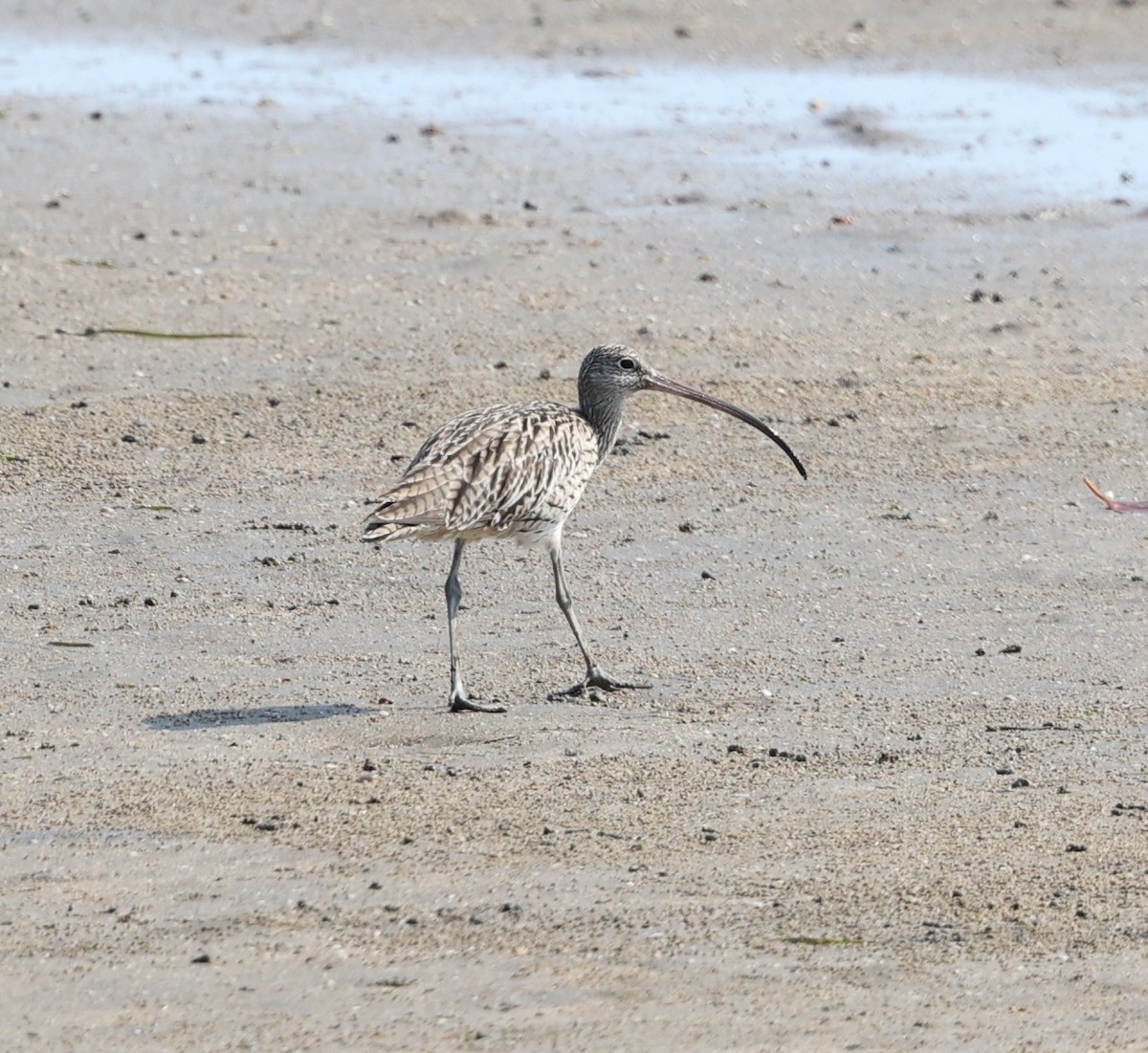 Far Eastern Curlew - ML644256471