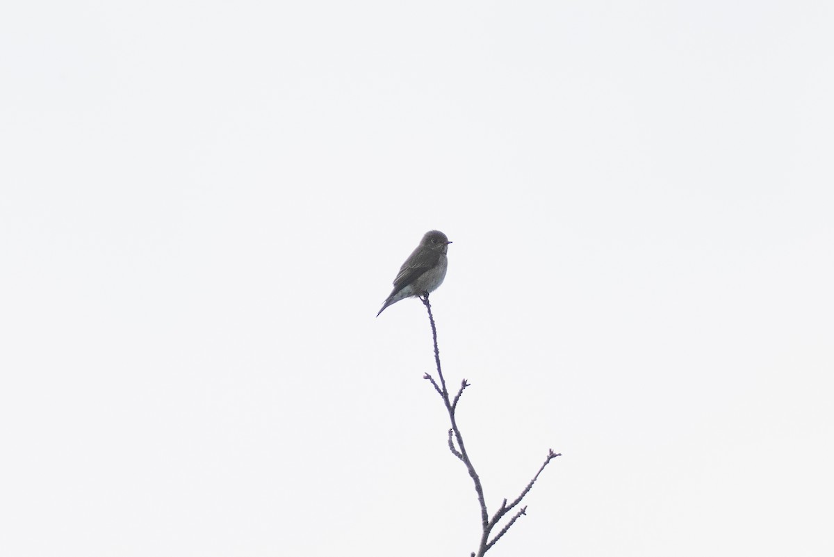 gråflankefluesnapper - ML644256473