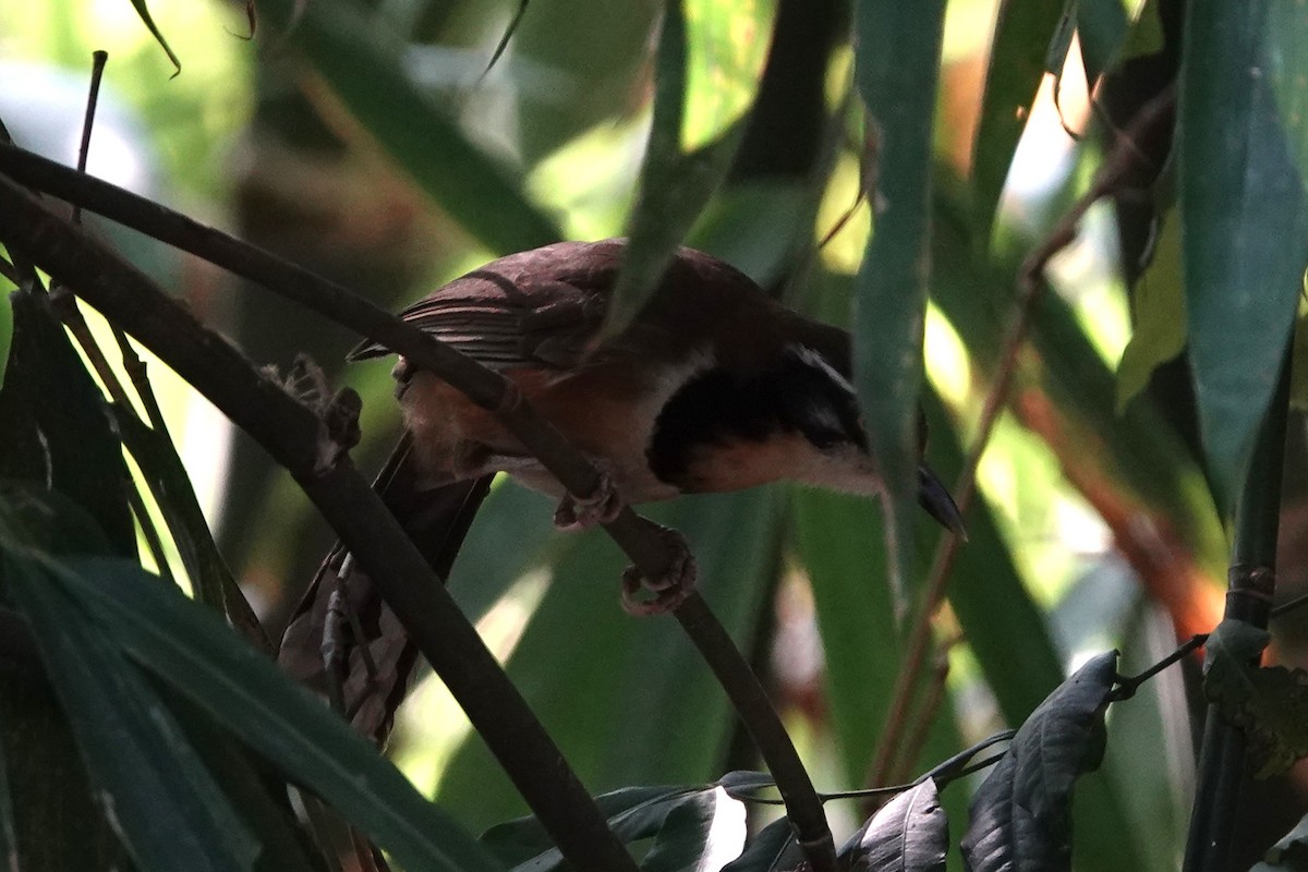 Lesser Necklaced Laughingthrush - ML644256479