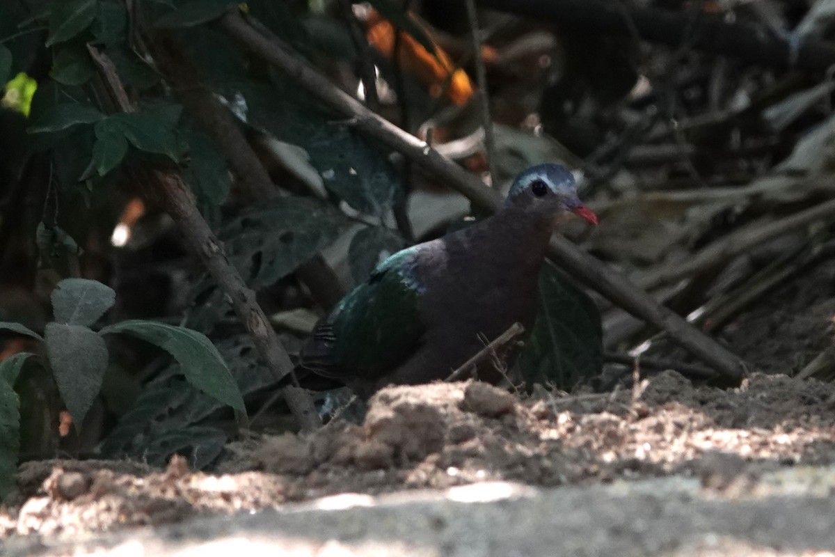 Asian Emerald Dove - ML644256480