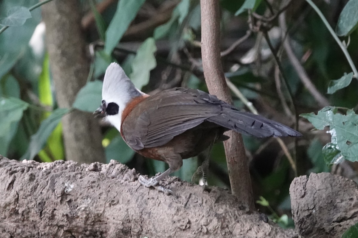 White-crested Laughingthrush - ML644256485