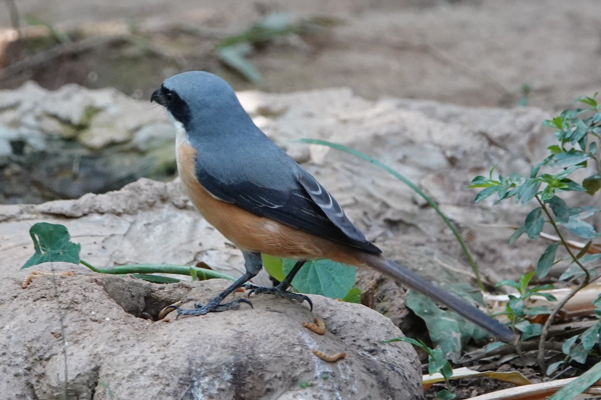 Gray-backed Shrike - ML644256486